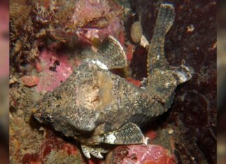 Рыба-барабанщик: Рыба со встроенным ударным комплектом