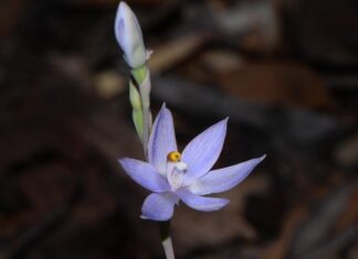 Солнечные Орхидеи Процветают, Обманывая Пчел Фальшивыми Пыльниками