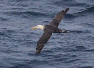 Albatros errant repéré à 3 300 milles de sa trajectoire en Californie