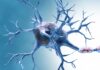 Protein Discovery Shows Potential for Reversing Brain Aging