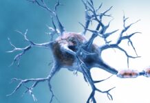 Protein Discovery Shows Potential for Reversing Brain Aging