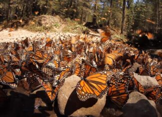 El cambio climático amenaza la migración de la icónica mariposa monarca