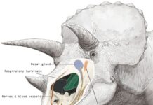 Ніздрі Трицератопса Були Не Просто для Запаху: Нове Дослідження Розкриває Приховані Функції