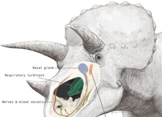 Las narices de los triceratops eran más que solo para el olfato: una nueva investigación revela funciones ocultas