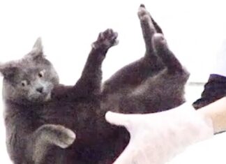 La scienza dietro al motivo per cui i gatti atterrano sempre in piedi