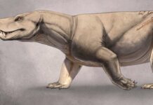 Стародавня Скам’янілість Розкриває Дивовижні Таємниці Ранних Предків Ссавців