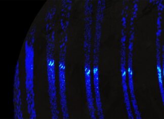 Ganymede, Jupiterův měsíc, vystavuje polární světla podobná pozemským