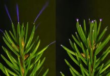 Цей Тиждень у Науці: Прориви в Медиці, Космосі та Природному Світі