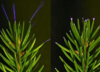 Esta semana en la ciencia: avances en la medicina, el espacio y el mundo natural