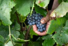 Стародавня ДНК Підтверджує Глибокі Витоки Вина в Історії Людства