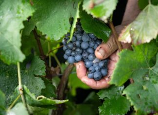 El ADN antiguo confirma las raíces profundas del vino en la historia de la humanidad