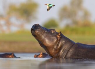 Why Mammals Aren’t as Colorful as Other Animals