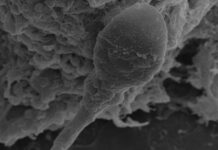 Чи можуть люди мати дітей у космосі? Це може бути важче, ніж очікувалося