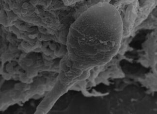 Realitas Keras Reproduksi Luar Angkasa: Mengapa Bayi Manusia Tidak Bisa Berkembang Di Luar Bumi