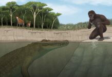 Стародавній Крокодил Полював на “Люсі” та Її Вид в Ефіопії