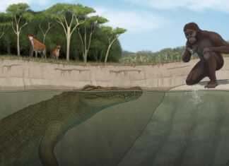 Starożytny krokodyl polowany na „Lucy” i jej gatunek w Etiopii