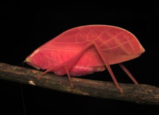 Die rosa Phase des tropischen Katydid: Eine Meisterklasse in Regenwaldtarnung