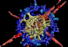 Мікроскопічне відкриття: як крихітна кам’яна гранула розкрила таємниці процвітаючого океану до масового вимирання