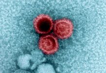 Приховане Вірусне Навантаження: Чому Віруси Зберігаються у Здорових Людях