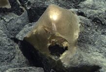 Таємниця золотої сфери: глибоководне відкриття розкрило рідкісний вид актиній