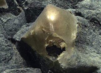 Тайна золотой сферы: глубоководное открытие раскрыло редкий вид актиний