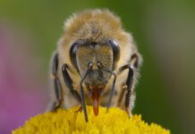 Бджоли: Відкритий Прихований Світ