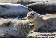 Від бігу до плавання: як еволюція змінила хребет ластоногих
