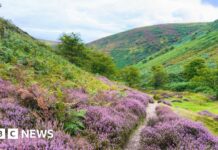 Відродження дикої природи Шропшира: нова дорожня карта відновлення природи