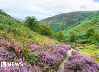 Rewilding Shropshire: nowy plan działania na rzecz odnowy przyrody
