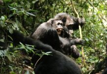 Війни приматів: безпрецедентний конфлікт серед шимпанзе Нгого в Уганді