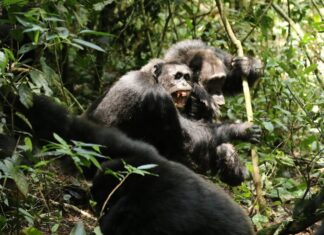 Primatenkrieg: Der beispiellose Konflikt zwischen Ugandas Ngogo-Schimpansen