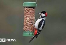 Сезонне годування: чому годівниця для птахів може стати загрозою для їхнього здоров’я цього літа