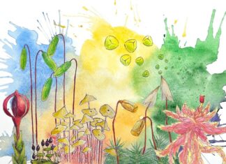 El ADN aéreo revela que los musgos árticos se están adaptando rápidamente al calentamiento climático