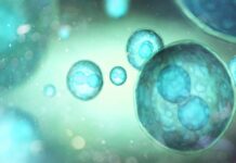 Прорив у терапії стовбуровими клітинами: вирощені в лабораторії інсулінові клітини вилікували діабет у мишей