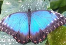 Célébrer le centenaire de David Attenborough avec un battement de morphos bleus