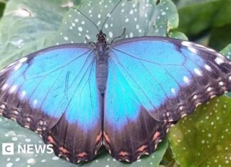David Attenborough Centenary: Dance of the Blue Morphos