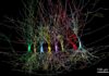 The Brain’s Memory Center Is Born “Full,” Not Blank
