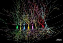 The Brain’s Memory Center Is Born “Full,” Not Blank