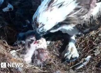 Anak ayam osprey Poole Harbour pertama menetas pada tahun 2026