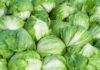 Чому Taylor Farms зняла салат із полиць на фоні спалаху циклоспоридіозу