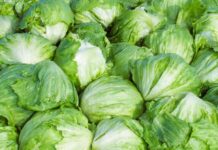 Чому Taylor Farms зняла салат із полиць на фоні спалаху циклоспоридіозу