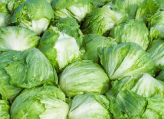 Dlaczego firma Taylor Farms wycofała sałatę z półek w związku z epidemią cyklosporydiozy