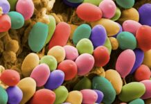 Zauberpilze und ein Alzheimer-Comeback
