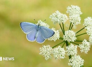 Un esperto del Devon prevede un numero record di farfalle nel Regno Unito per l’estate 2024