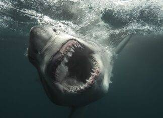 Come guardare la Shark Week 2026: la guida definitiva