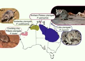 One species becomes four