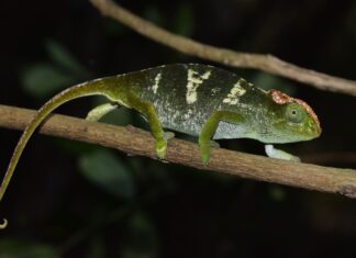 Vier nieuwe kameleons vinden op de Sky Islands van Mozambique