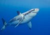 Таємниці вбивства білої акули: як подивитися спецвипуск Shark Week 2026 у будь-якій точці світу