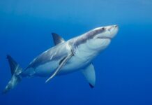 Таємниці вбивства білої акули: як подивитися спецвипуск Shark Week 2026 у будь-якій точці світу