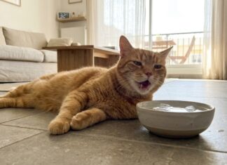 So schützen Sie Ihre Katze, wenn die Innentemperatur 30 °C erreicht